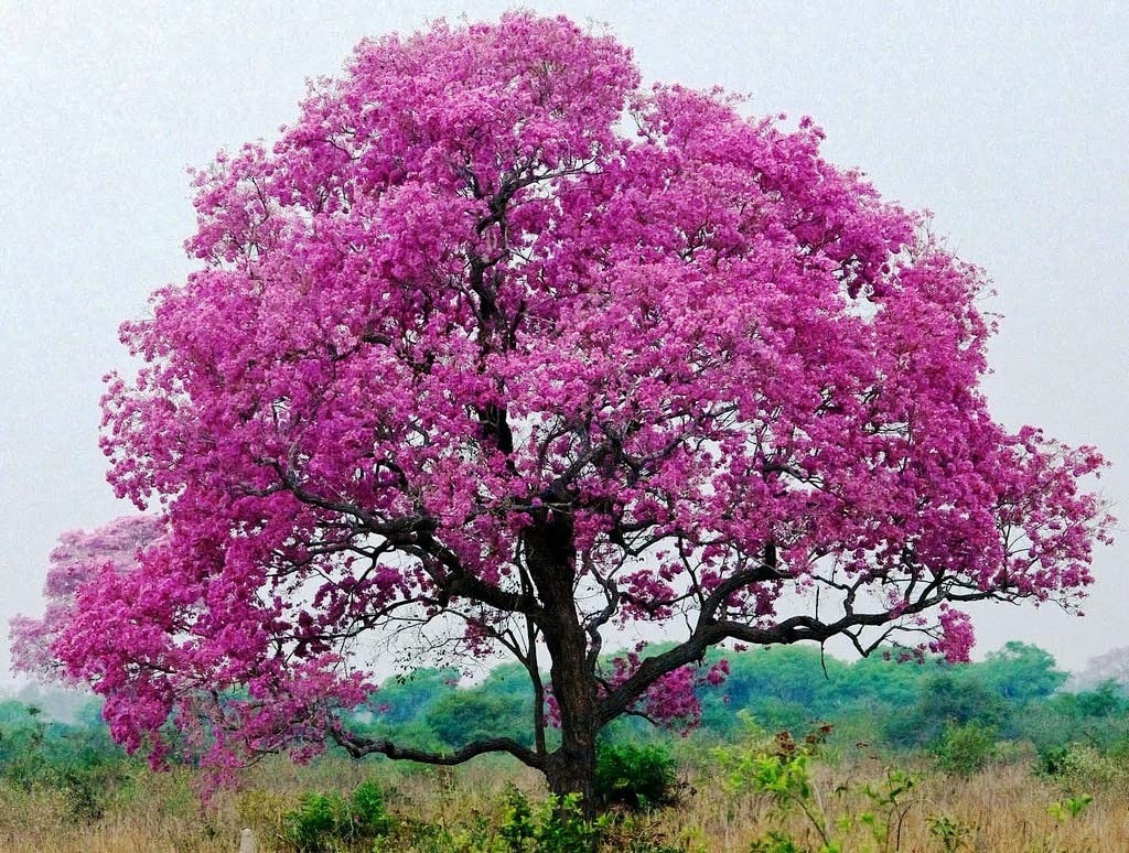 Cây cảnh với màu hoa chói lóa khiến nhiều người ngây ngất, trồng trước nhà đón lộc, cầu may-5