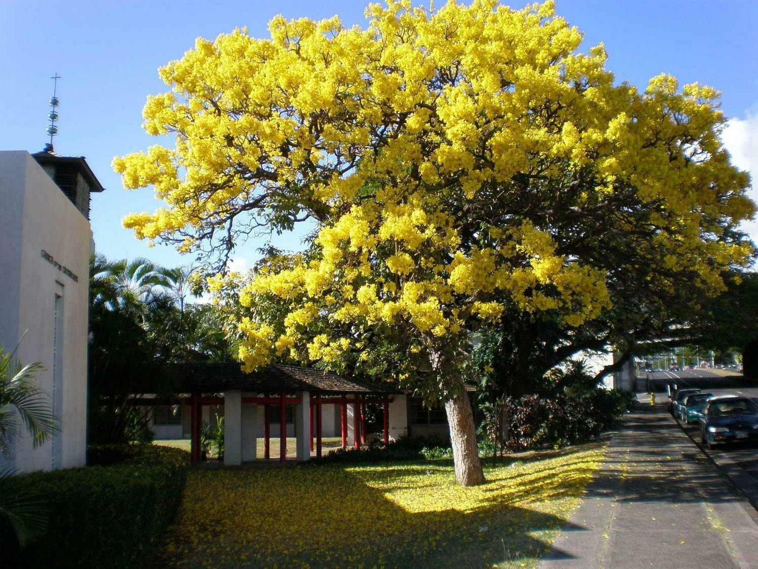 Cây cảnh với màu hoa chói lóa khiến nhiều người ngây ngất, trồng trước nhà đón lộc, cầu may-8