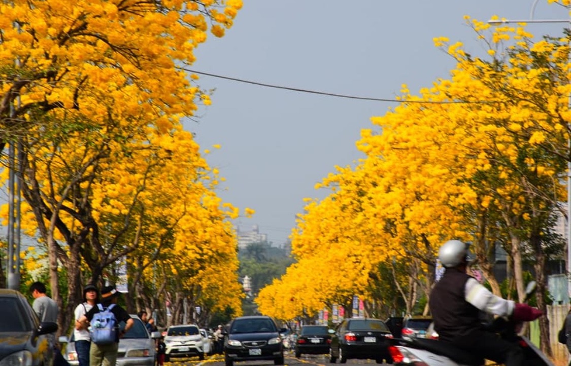 Cây cảnh với màu hoa chói lóa khiến nhiều người ngây ngất, trồng trước nhà đón lộc, cầu may-11