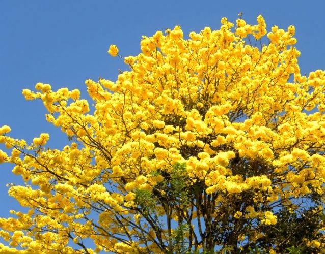 Cây cảnh với màu hoa chói lóa khiến nhiều người ngây ngất, trồng trước nhà đón lộc, cầu may-12