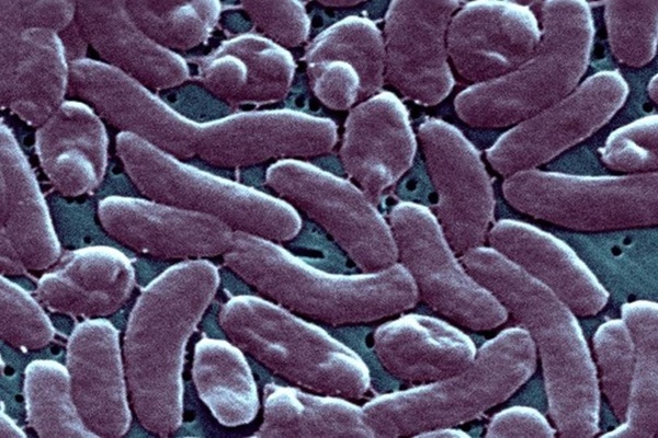 CDC Mỹ cảnh báo sức khỏe sau khi 5 người chết vì vi khuẩn ăn thịt người-1