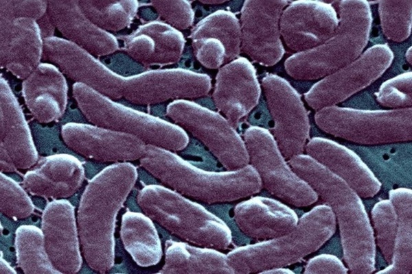 CDC Mỹ cảnh báo sức khỏe sau khi 5 người chết vì vi khuẩn ăn thịt người-1