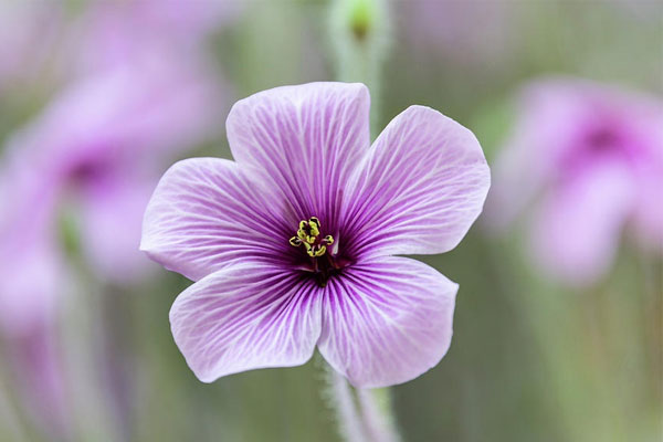 Tử vi ngày 7/9/2023: Tuổi Dần phản ứng thái quá, tuổi Tỵ rất giỏi thích ứng-1