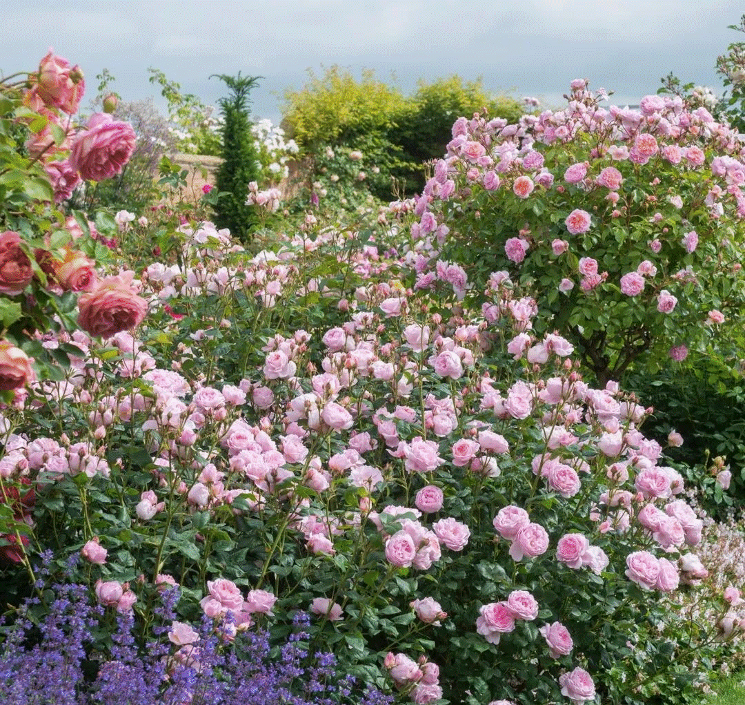 Tháng 9, trồng ngay 5 cây cảnh nở hoa tài lộc, chuẩn bị đón xuân mới rực rỡ, tràn đầy may mắn, thịnh vượng-6