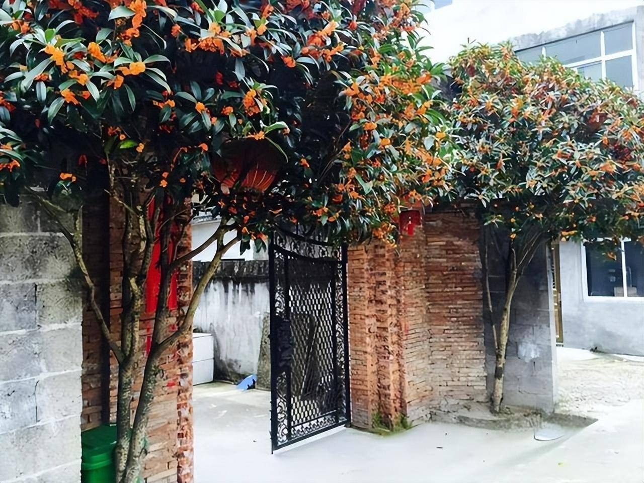 Tháng 9, trồng ngay 5 cây cảnh nở hoa tài lộc, chuẩn bị đón xuân mới rực rỡ, tràn đầy may mắn, thịnh vượng-11