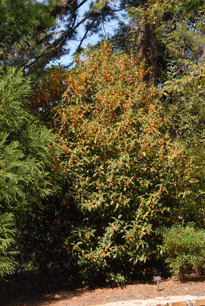 Tháng 9, trồng ngay 5 cây cảnh nở hoa tài lộc, chuẩn bị đón xuân mới rực rỡ, tràn đầy may mắn, thịnh vượng-12