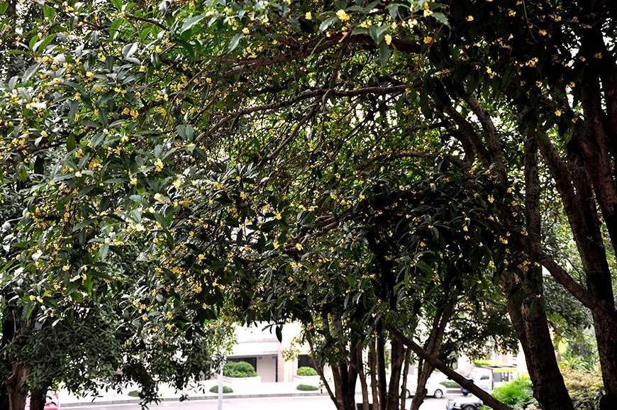 Tháng 9, trồng ngay 5 cây cảnh nở hoa tài lộc, chuẩn bị đón xuân mới rực rỡ, tràn đầy may mắn, thịnh vượng-13