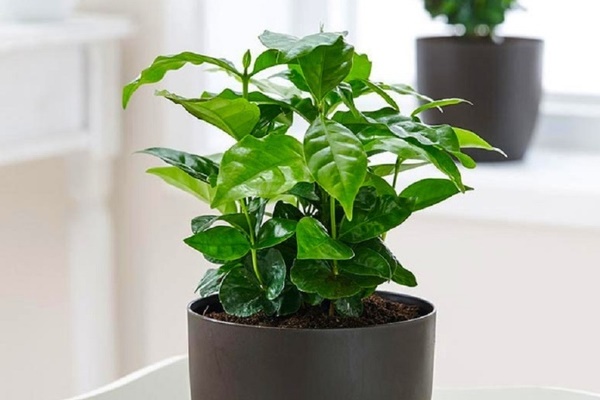 Cây cảnh có tên tre mà không phải tre, hút bụi, lọc khí, còn xua đuổi tà khí, rước tài, chiêu lộc vào nhà-12