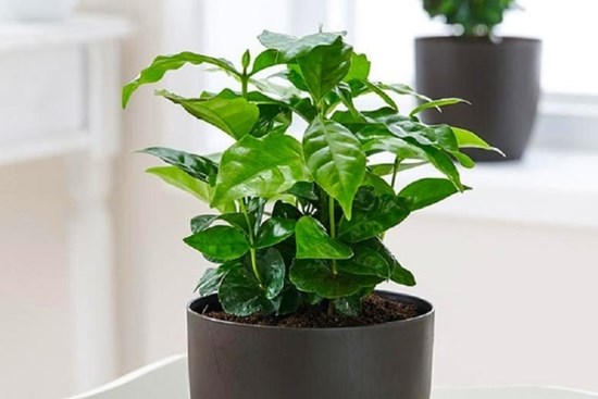 Vị trí không nên trồng cây cảnh trong nhà