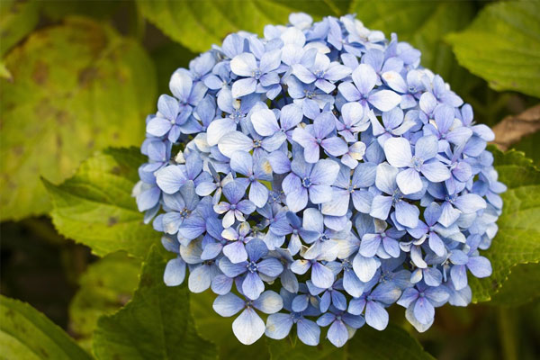 Tử vi ngày 8/9/2023: Tuổi Dậu tài lộc tăng tiến, tuổi Tuất thiệt hại đủ đường-4