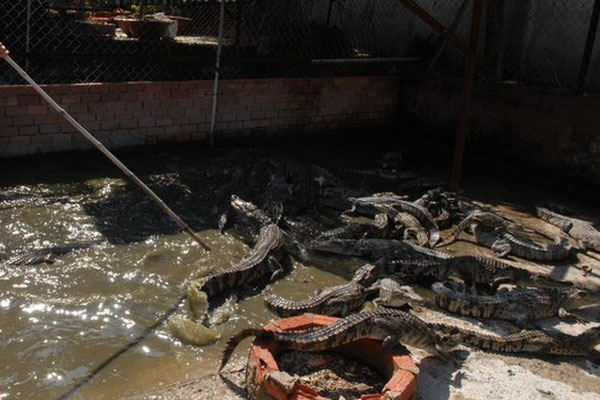Trung Quốc ngưng mua, giá cá sấu lao dốc-1