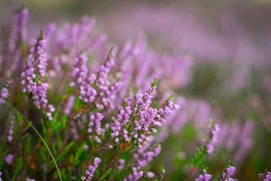 Tử vi ngày 8/9/2023: Tuổi Dậu tài lộc tăng tiến, tuổi Tuất thiệt hại đủ đường