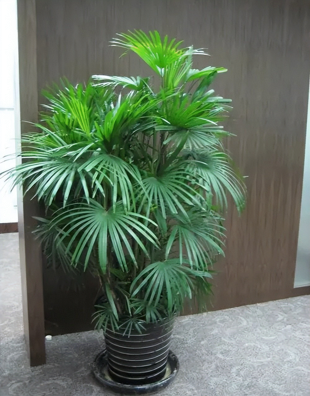 Cây cảnh có tên tre mà không phải tre, hút bụi, lọc khí, còn xua đuổi tà khí, rước tài, chiêu lộc vào nhà-2