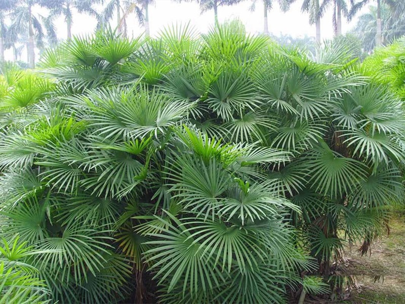 Cây cảnh có tên tre mà không phải tre, hút bụi, lọc khí, còn xua đuổi tà khí, rước tài, chiêu lộc vào nhà-3