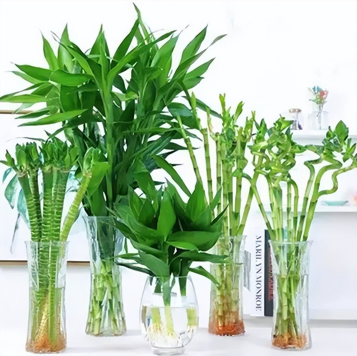 Cây cảnh có tên tre mà không phải tre, hút bụi, lọc khí, còn xua đuổi tà khí, rước tài, chiêu lộc vào nhà-4