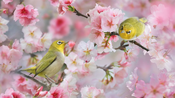 Ai sinh tháng Âm lịch này cuộc đời nở rộ như hoa mùa xuân, năm nào cũng may mắn, rạng rỡ-3