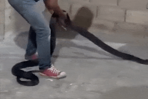 Chú chó dũng cảm cảnh báo gia chủ khi phát hiện rắn hổ mang ẩn nấp trong nhà-1