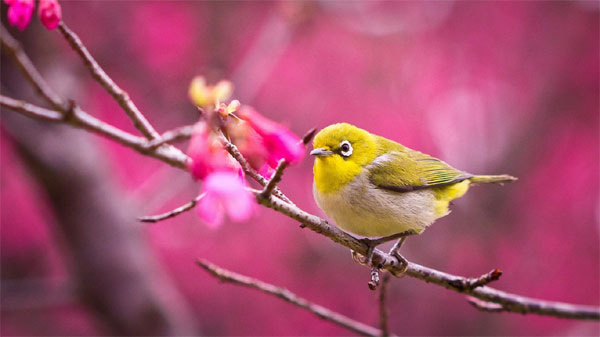 Tháng 8 Âm lịch, 3 con giáp khởi đầu rực rỡ, thuận lợi mọi bề, tài vận gia tăng, thu nhập sung túc-3