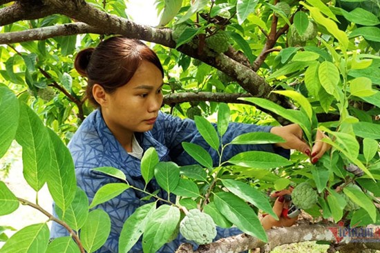 Vợ chồng trẻ lãi hàng trăm triệu đồng mỗi năm từ trồng na