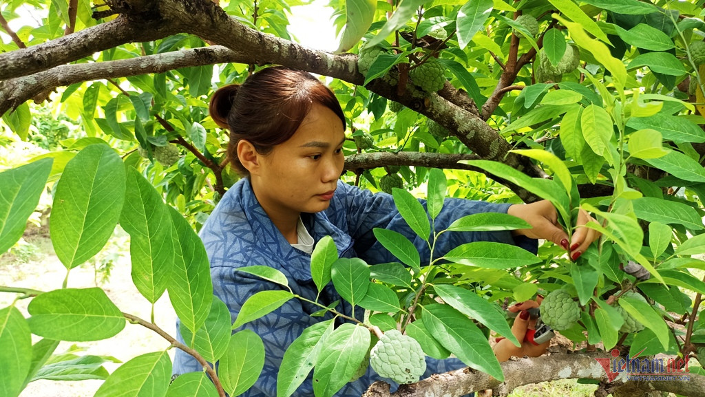 Vợ chồng trẻ lãi hàng trăm triệu đồng mỗi năm từ trồng na-1