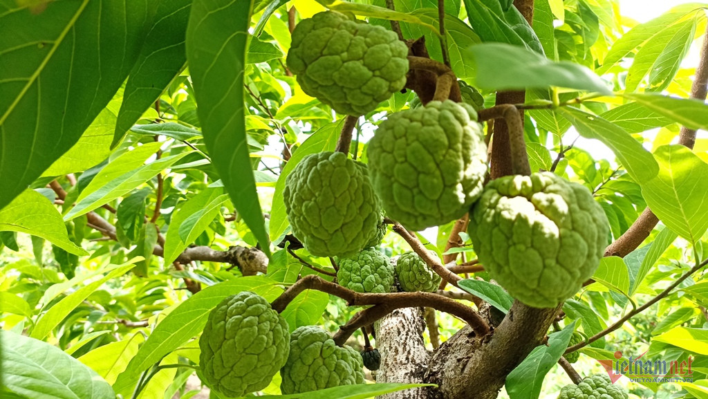 Vợ chồng trẻ lãi hàng trăm triệu đồng mỗi năm từ trồng na-2