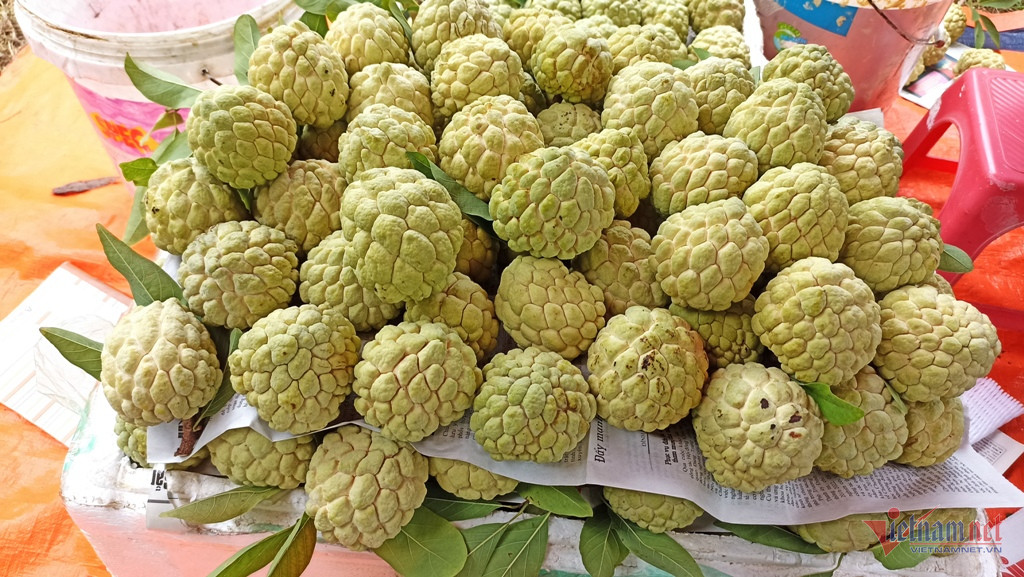 Vợ chồng trẻ lãi hàng trăm triệu đồng mỗi năm từ trồng na-3