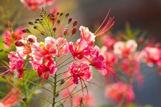 Tử vi ngày 9/9/2023: Tuổi Ngọ được như ý muốn, tuổi Thân dễ gặp thị phi