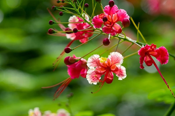 Tử vi ngày 9/9/2023: Tuổi Ngọ được như ý muốn, tuổi Thân dễ gặp thị phi-2