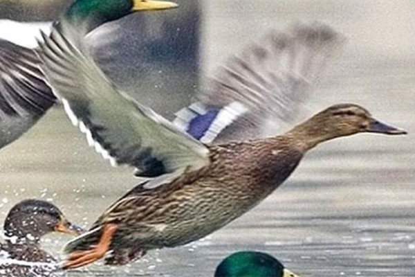 Vác dao chém bạn vì tranh cãi con vịt xiêm sống lâu thành con vịt trời-1