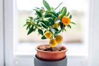 Những vị trí trong nhà không nên trồng cây cảnh