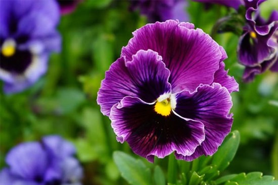 Tử vi ngày 10/9/2023: Tuổi Mão tiền đổ về tay, tuổi Hợi áp lực đè nặng