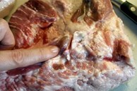 Phần thịt lợn chứa đầy mầm bệnh dù rẻ cũng không nên mua