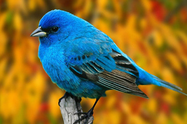 Tử vi vui 12 cung hoàng đạo ngày 11/9: Ma Kết hãy cẩn thận, Bọ Cạp mâu thuẫn-2