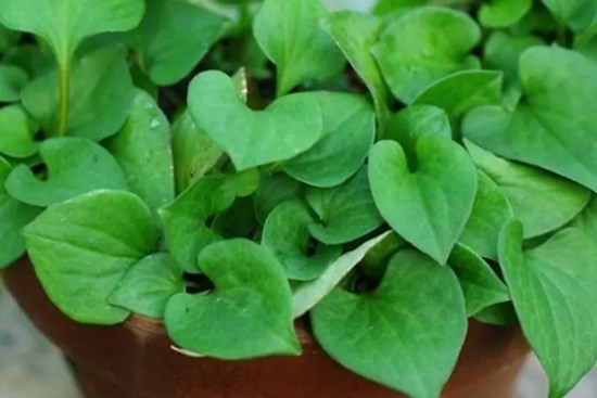 Tác hại của rau diếp cá nếu dùng sai cách