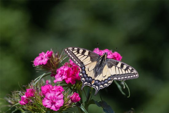Phước lành bất tận: 4 con giáp ra cửa gặp quý nhân, thu hoạch dồi dào, thành công ngoài mong đợi