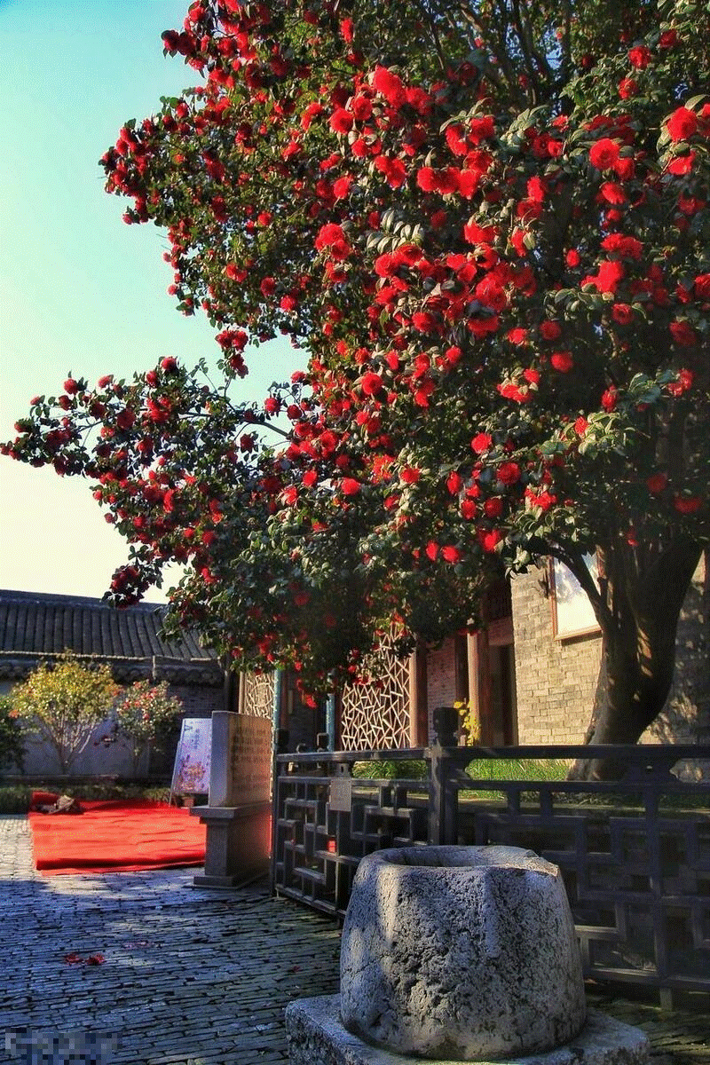 5 cây cảnh phú quý cát tường, sống lâu trăm tuổi, có thể làm báu vật gia truyền, con cháu hưởng phúc-1