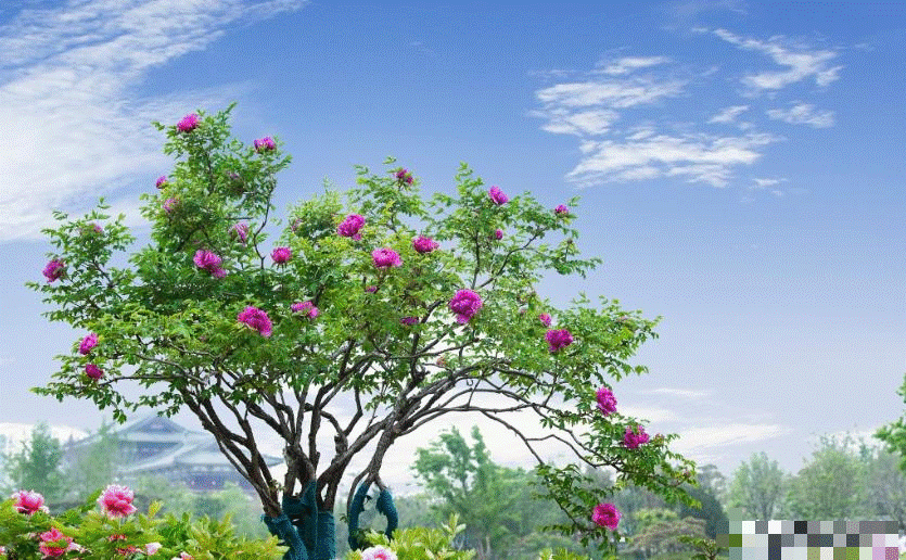 5 cây cảnh phú quý cát tường, sống lâu trăm tuổi, có thể làm báu vật gia truyền, con cháu hưởng phúc-2