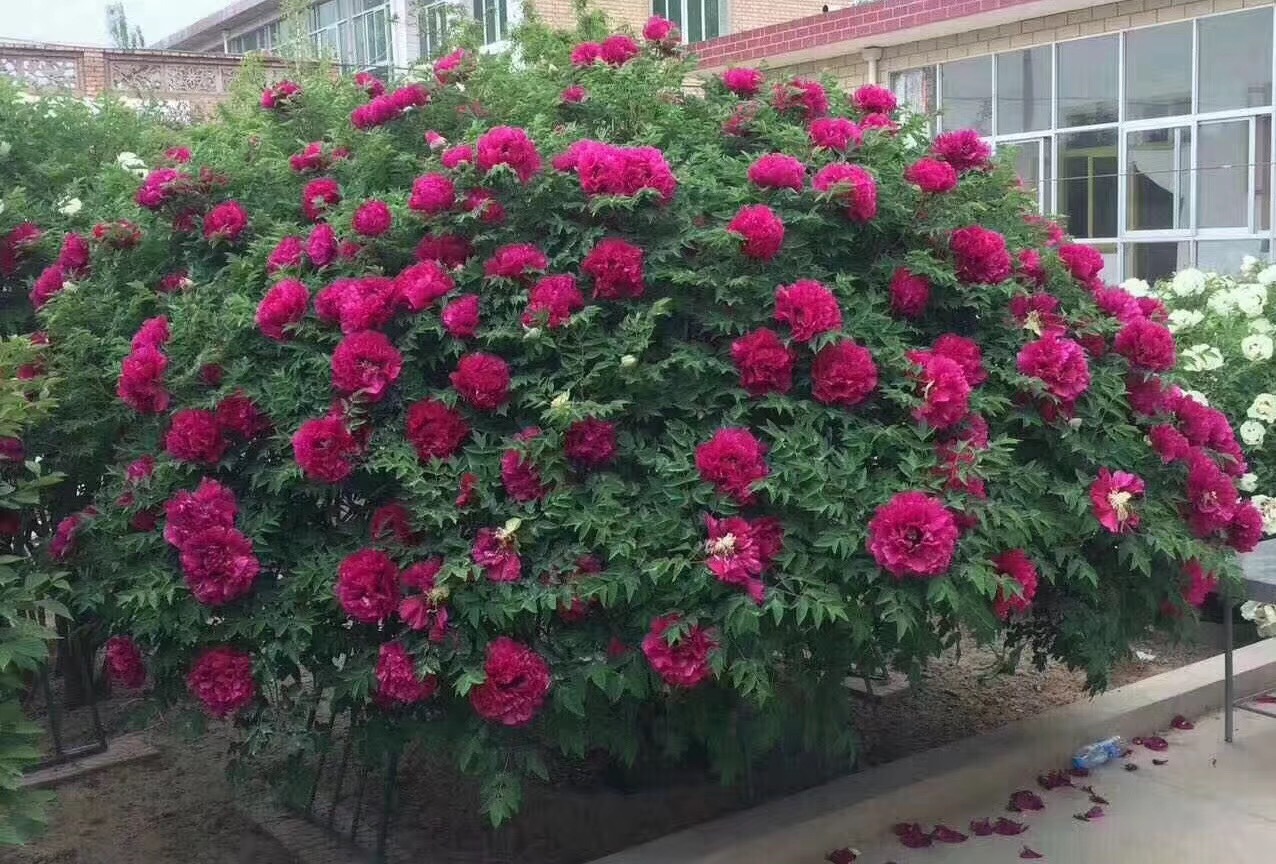 5 cây cảnh phú quý cát tường, sống lâu trăm tuổi, có thể làm báu vật gia truyền, con cháu hưởng phúc-3