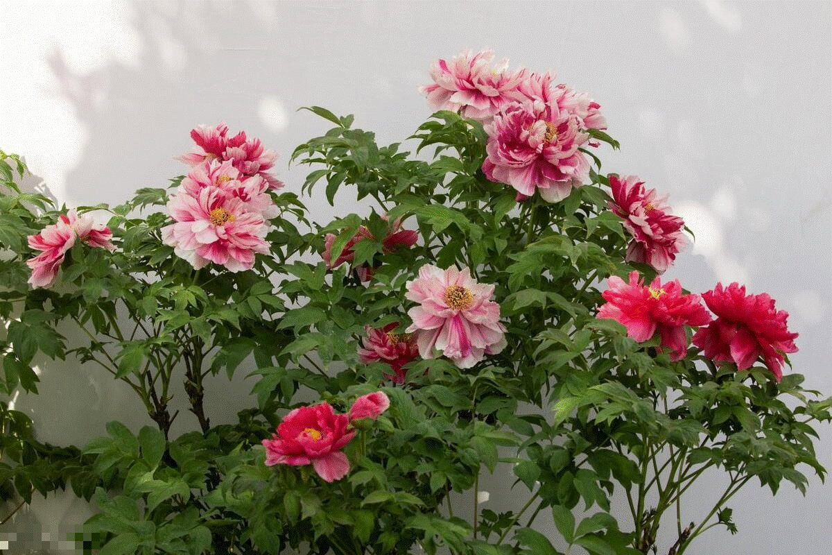 5 cây cảnh phú quý cát tường, sống lâu trăm tuổi, có thể làm báu vật gia truyền, con cháu hưởng phúc-4