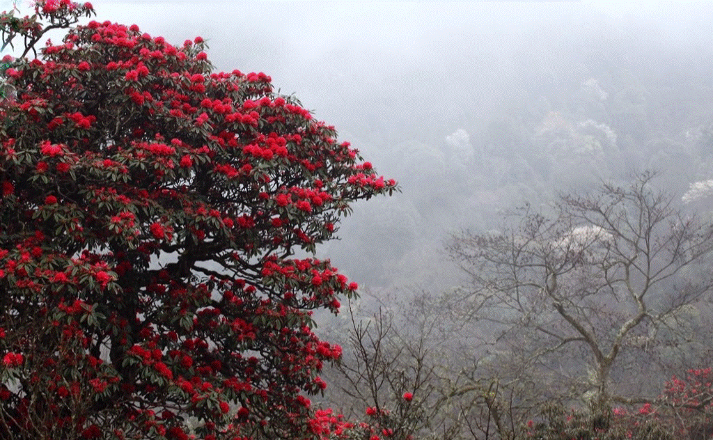 5 cây cảnh phú quý cát tường, sống lâu trăm tuổi, có thể làm báu vật gia truyền, con cháu hưởng phúc-9