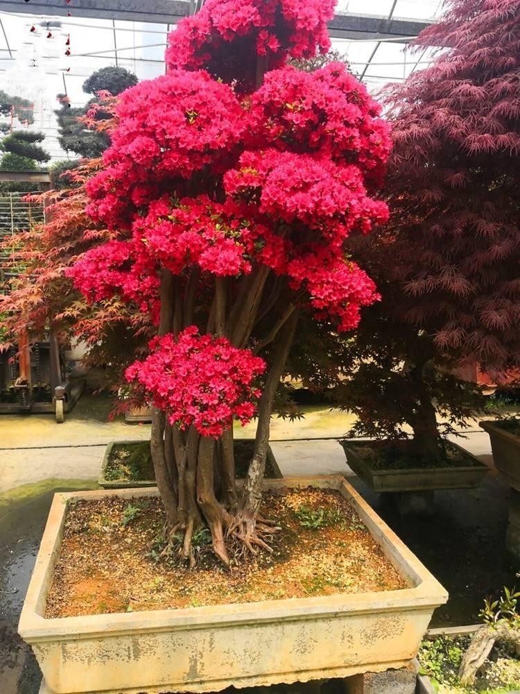 5 cây cảnh phú quý cát tường, sống lâu trăm tuổi, có thể làm báu vật gia truyền, con cháu hưởng phúc-10