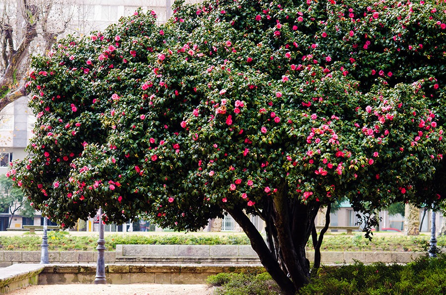 5 cây cảnh phú quý cát tường, sống lâu trăm tuổi, có thể làm báu vật gia truyền, con cháu hưởng phúc-14