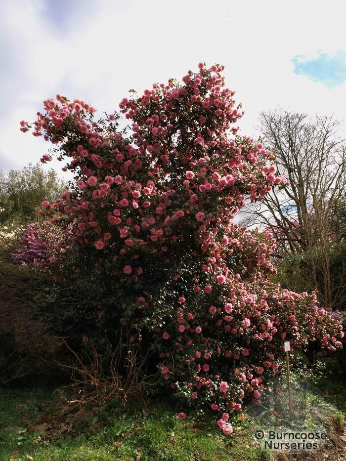 5 cây cảnh phú quý cát tường, sống lâu trăm tuổi, có thể làm báu vật gia truyền, con cháu hưởng phúc-16