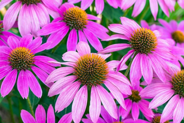 Lộc lớn lộc nhỏ hội tụ: Người có ngày sinh Âm lịch kết thúc bằng 3 số này về sau của nả tràn trề-4