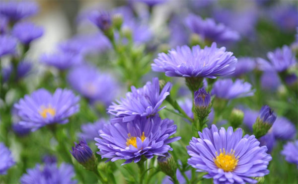 Lộc lớn lộc nhỏ hội tụ: Người có ngày sinh Âm lịch kết thúc bằng 3 số này về sau của nả tràn trề-3