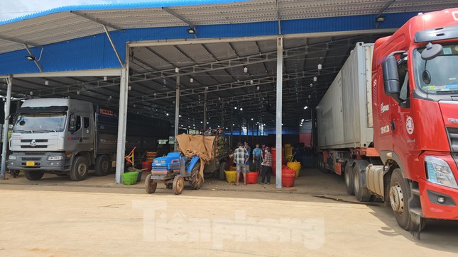 Cơn sốt sầu riêng: Nhiều người lỗ tiền tỷ, nhà cửa bay trong nốt nhạc-3