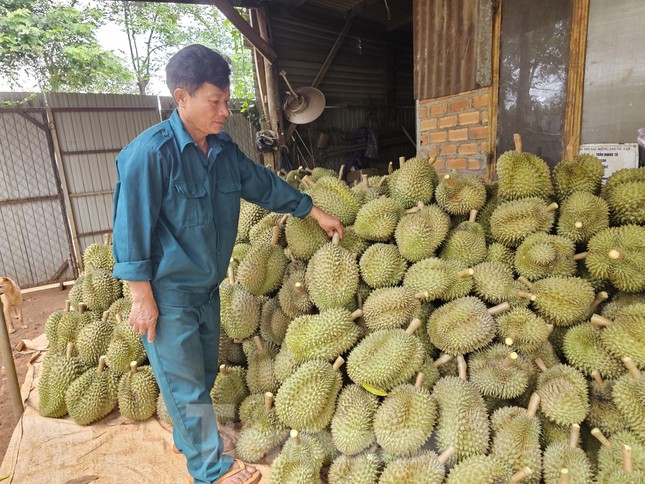 Cơn sốt sầu riêng: Nhiều người lỗ tiền tỷ, nhà cửa bay trong nốt nhạc-5