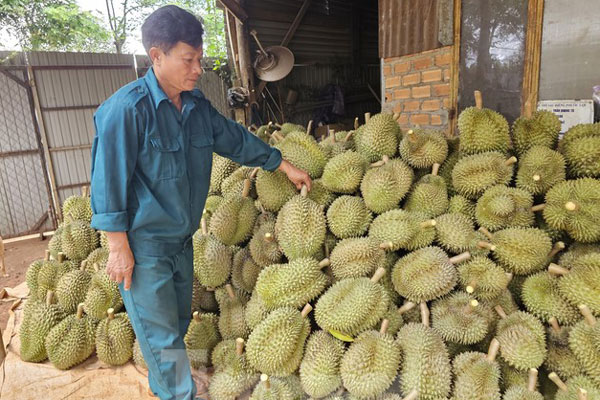 Giá sầu riêng quay đầu giảm sau đà tăng kỷ lục, nhà vườn đứng ngồi không yên-5