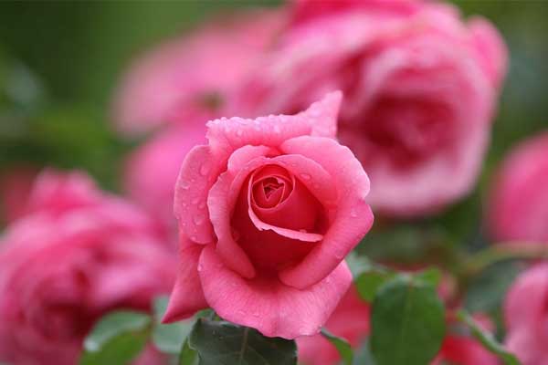 Tử vi ngày 13/9/2023: Tuổi Tỵ xởi lởi trời cho, tuổi Dậu vô cùng may mắn-4