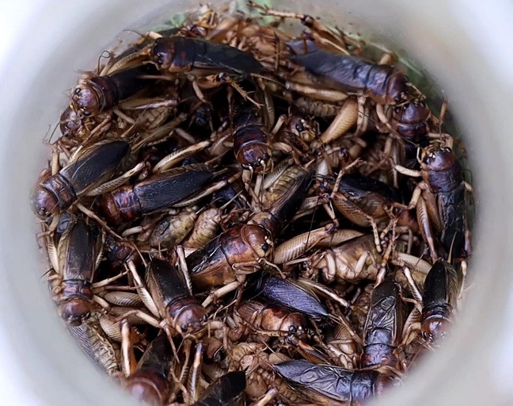 Loại côn trùng thích phiêu lưu” dưới lòng đất được săn lùng, dân nhậu đếm con tính tiền-2